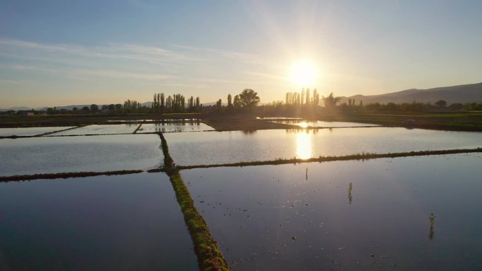 电影拍摄的抽象几何形状的水稻农田被水淹没的水稻播种，日落，日出空中无人机拍摄