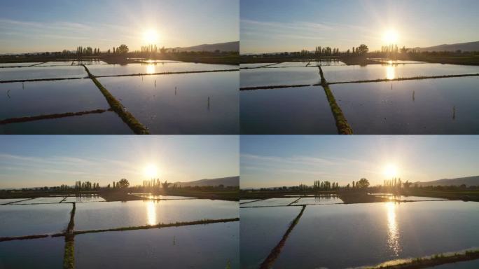 电影拍摄的抽象几何形状的水稻农田被水淹没的水稻播种，日落，日出空中无人机拍摄