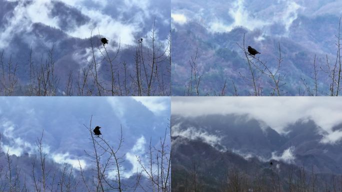 乌鸦在树枝上活动大山