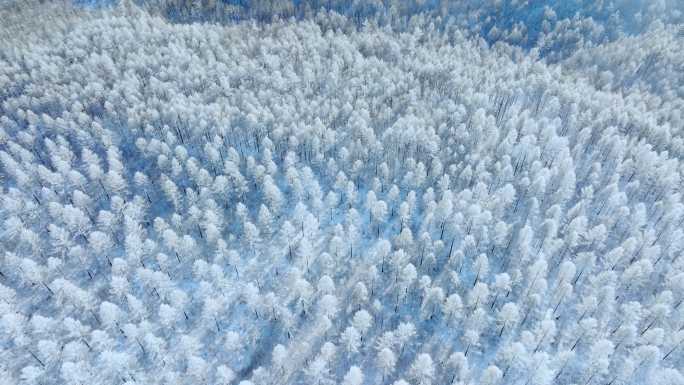 大兴安岭隆冬雪原雾凇奇幻美景