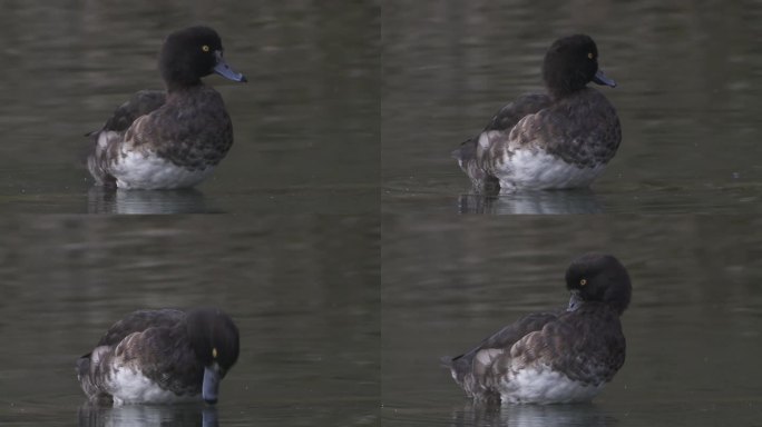 毛羽鸭在春天的湖面上梳理自己