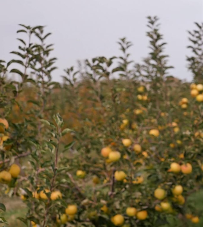 竖屏:一个成年的年轻金发女子穿过苹果园，毛衣的下摆里夹着许多她亲手采摘的又黄又甜的苹果。收获