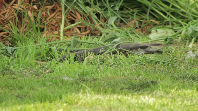 蓝舌蜥蜴在草丛中爬行。白天阳光明媚，澳大利亚，吉普斯兰，马弗拉