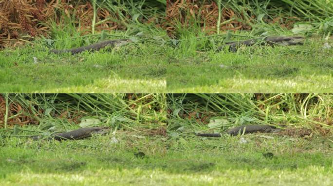 蓝舌蜥蜴在草丛中爬行。白天阳光明媚，澳大利亚，吉普斯兰，马弗拉