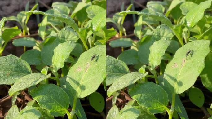 菜园，茄子树竖屏种植绿色