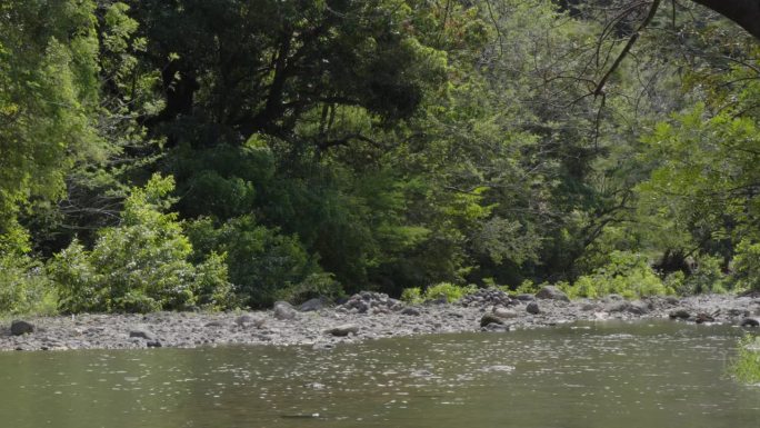 在洪都拉斯南部的El Paraíso省，一条清澈的河流在森林的绿树中间流动