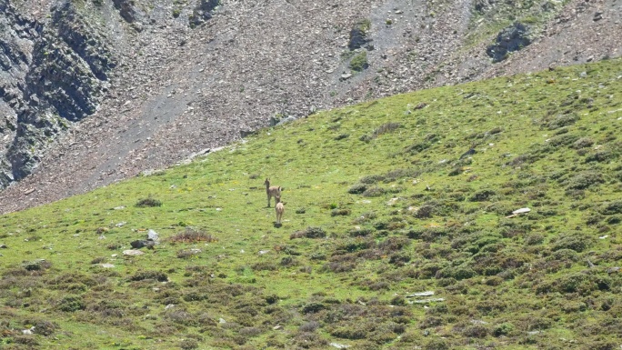 四川甘孜贡嘎山区那玛峰大本营奔跑的岩羊