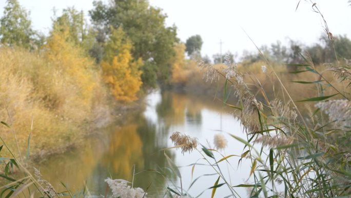 新疆河边风景