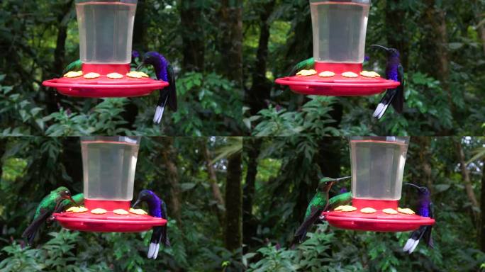 热带雨林觅食站的蜂鸟。