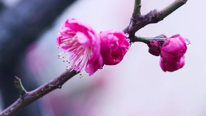 雪中梅花 雨中腊梅花 红色腊梅 1182