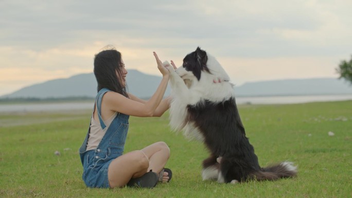 可爱的边境牧羊犬用爪子抚摸主人，和女人击掌。