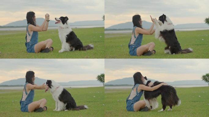 可爱的边境牧羊犬用爪子抚摸主人，和女人击掌。