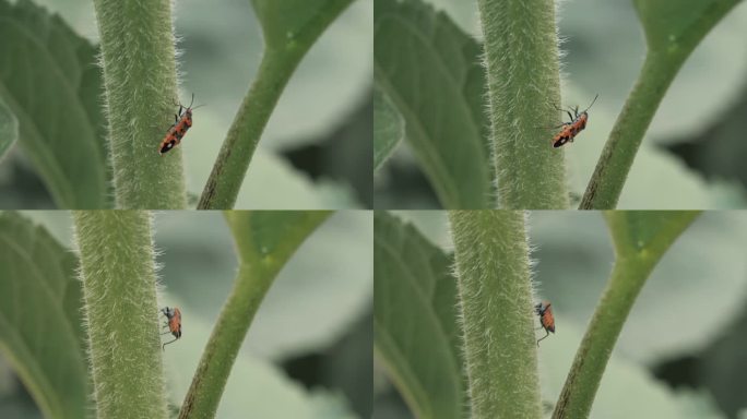 花茎上的水疱甲虫