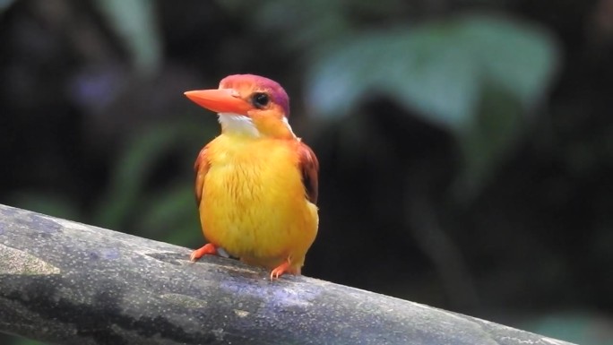 一只东方小翠鸟栖息在树枝上，它的左腿和右腿正在挠自己的嘴