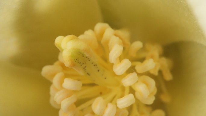 新疆棉花 新疆棉 棉花 棉花丝