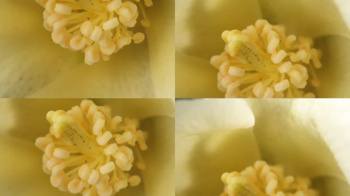 新疆棉花 新疆棉 棉花 棉花丝