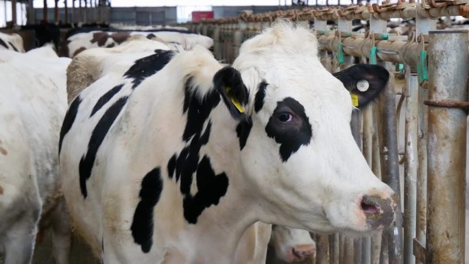 肉类和奶制品生产。现代的谷仓。奶牛的农场。
