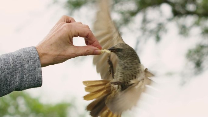 一只鸟试图从一个女人手里吃一小块食物。