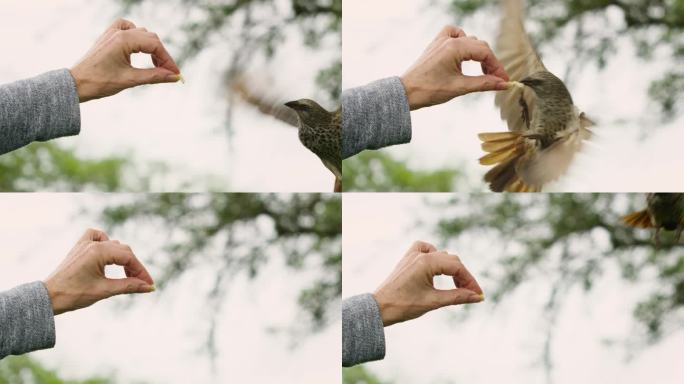 一只鸟试图从一个女人手里吃一小块食物。