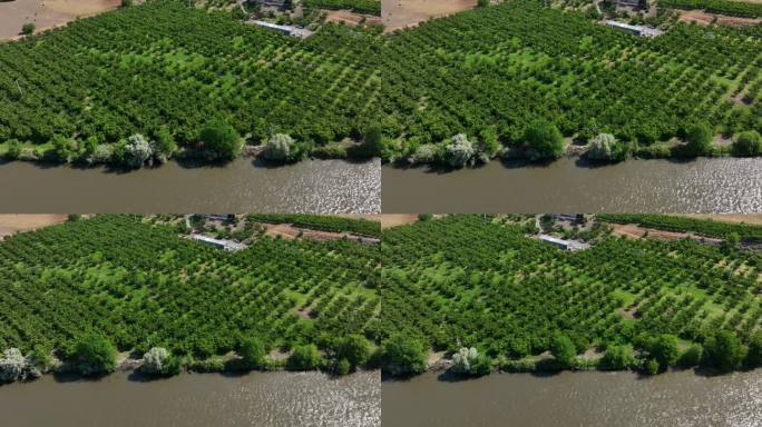 无人机拍摄的位于华盛顿州本顿市亚基马河边的果园。
