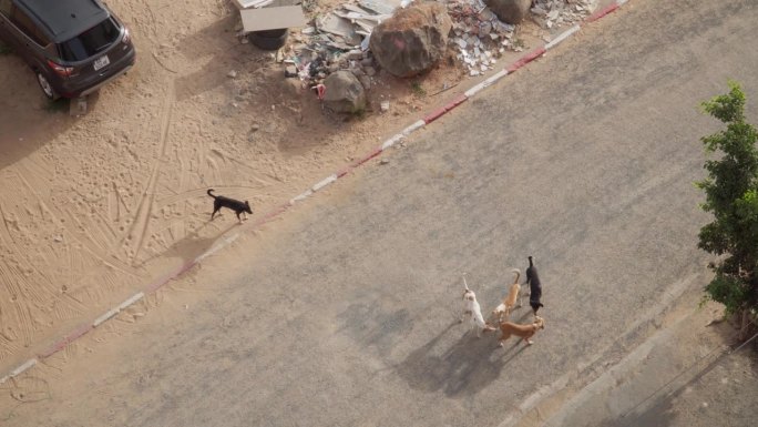 在西非的达喀尔，流浪狗在街头游荡。