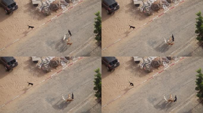 在西非的达喀尔，流浪狗在街头游荡。