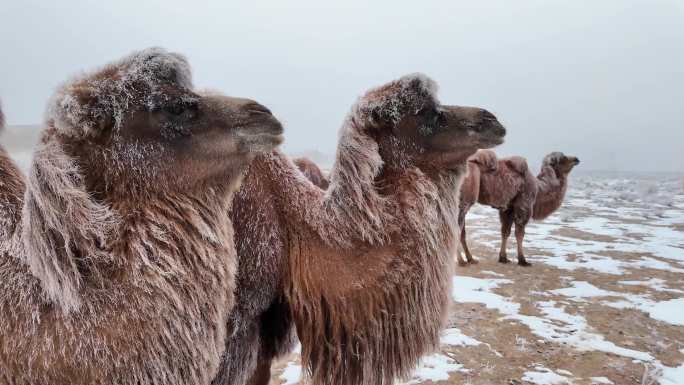 骆驼挂霜