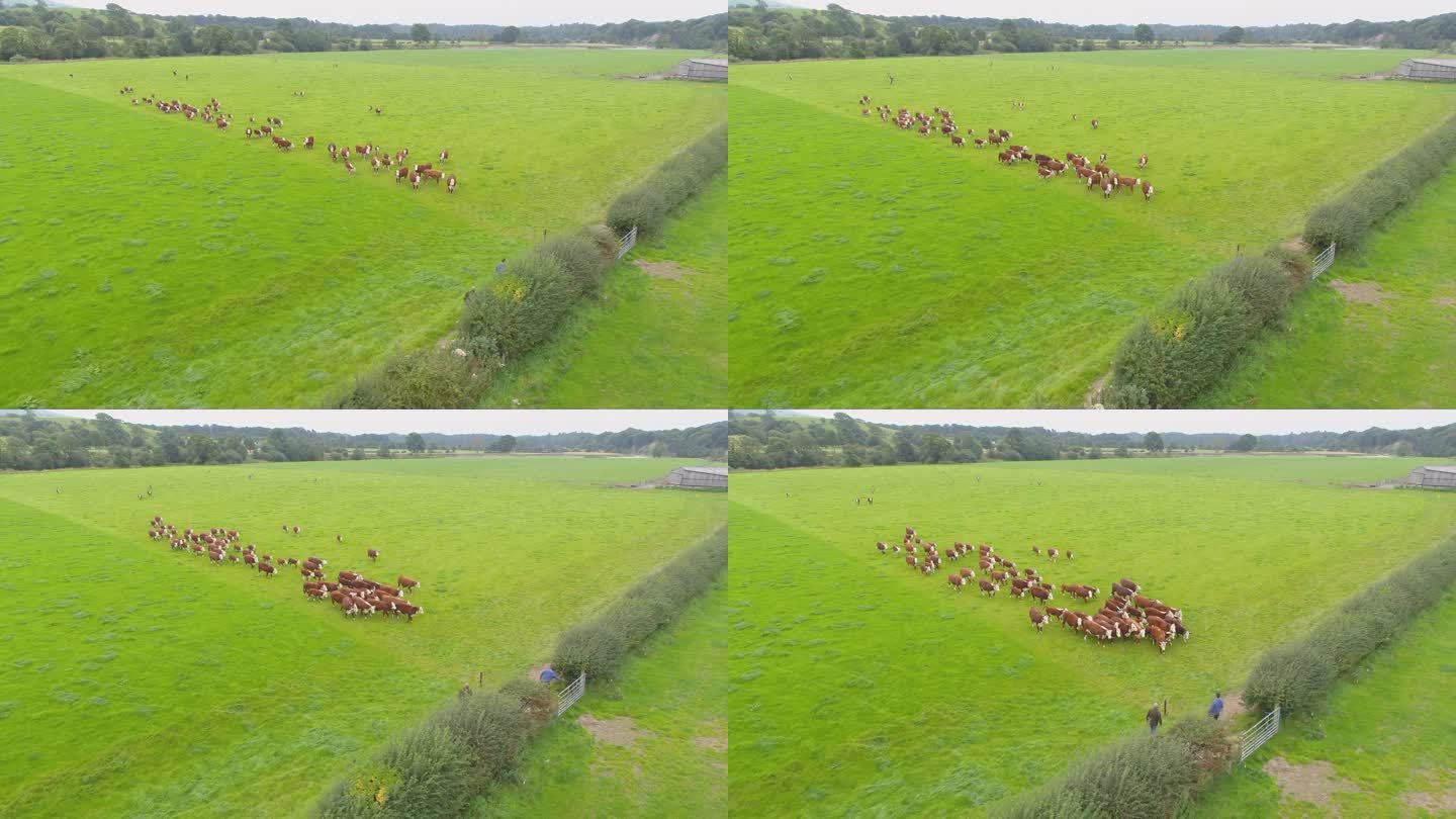 无人机拍摄的画面显示，在兰开夏郡农村的一块田地里，一群棕色的奶牛朝一位农民走去，这位农民正在赶在喂食