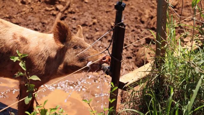 口渴的猪喜欢喷水