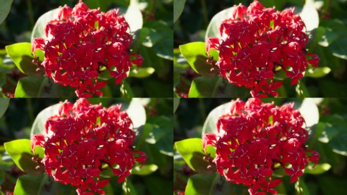 热带开花灌木植物，有一簇簇红色小花。