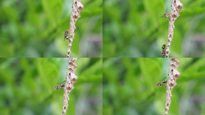 亚洲大黄蜂或纸黄蜂的特写栖息和活跃在它的巢挂在树上的后院