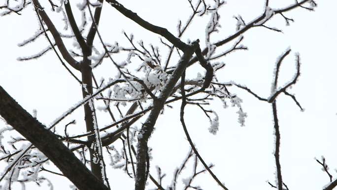 秦岭 雪 树枝