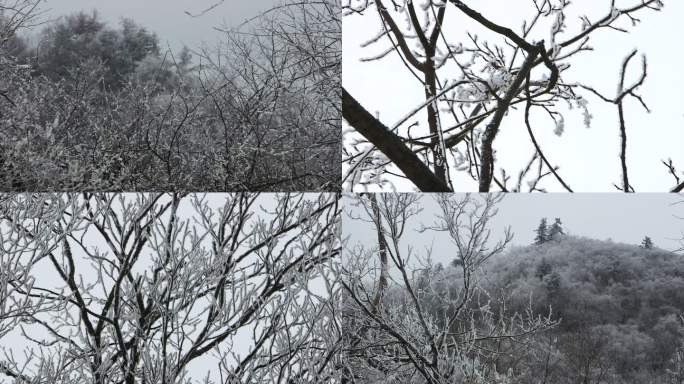 秦岭 雪 树枝