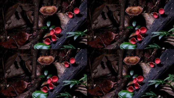 镜头拉近，展示了这幅色彩缤纷的红杯真菌或香槟蘑菇烹饪汤，泰国