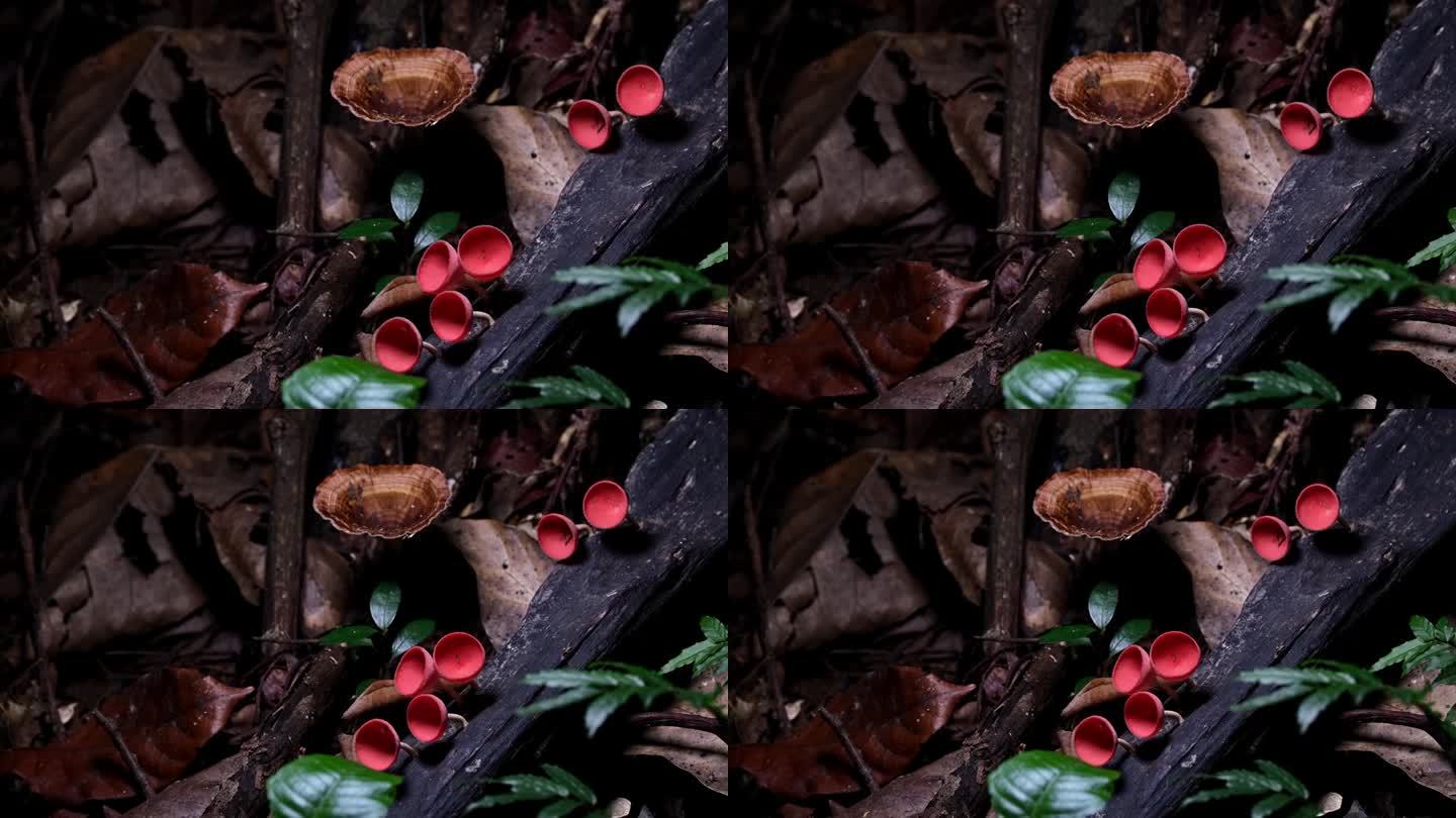 镜头拉近，展示了这幅色彩缤纷的红杯真菌或香槟蘑菇烹饪汤，泰国