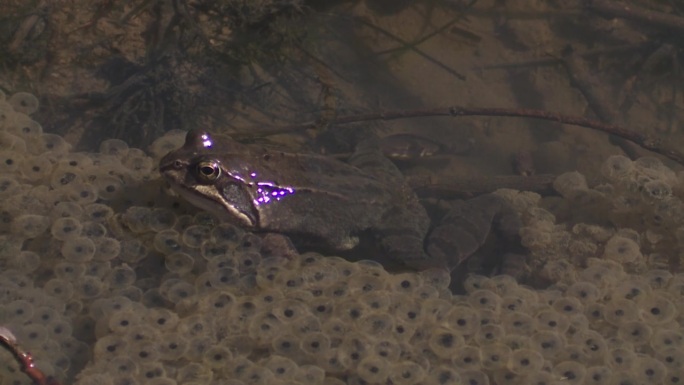 青蛙和水里的青蛙卵
