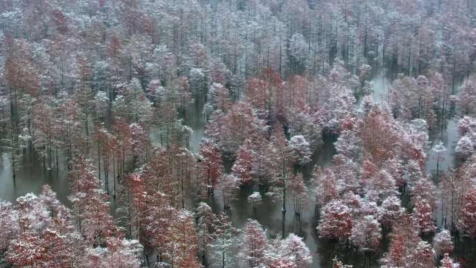 池杉雪景 冬天 池杉湖湿地公园 鸬鹚