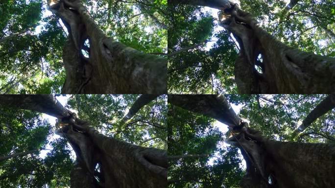 沿着丛林中的一棵大树拍摄。