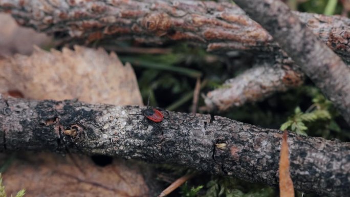一只蜱虫在森林地面上爬行，寻找猎物