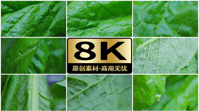 8K绿色蔬菜微观特写