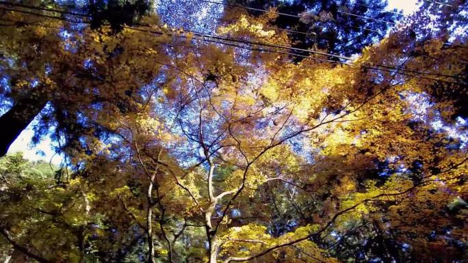 高尾山一日游:探索东京最受欢迎的山