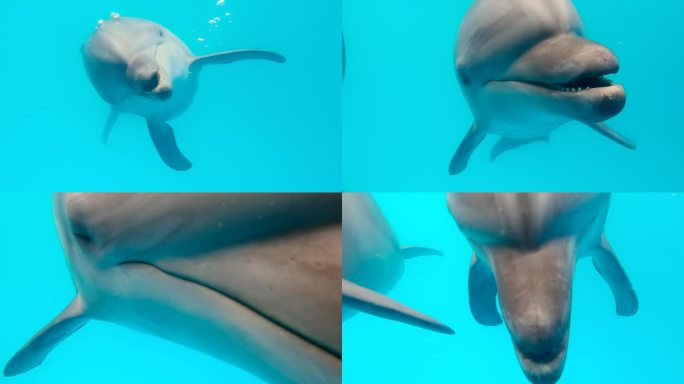 海豚在镜头前摆姿势，吹着一连串的气泡，好奇地看着镜头，张着嘴，咔嗒作响