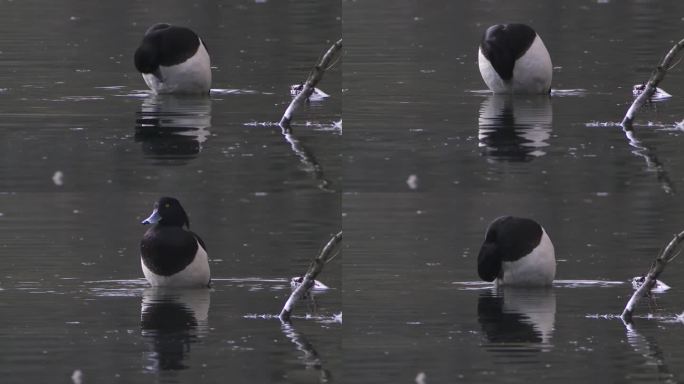 毛羽鸭在春天的湖面上梳理自己