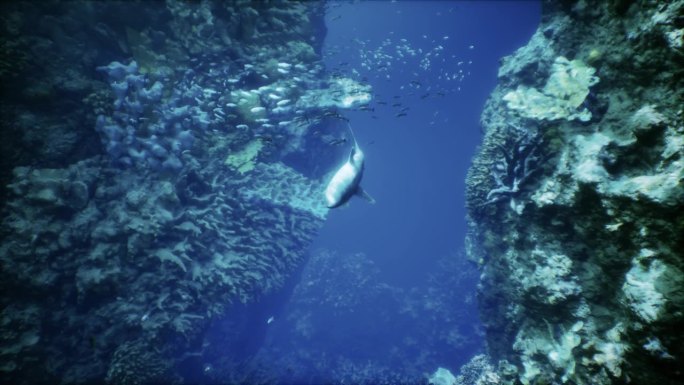一条大鲨鱼游过珊瑚礁