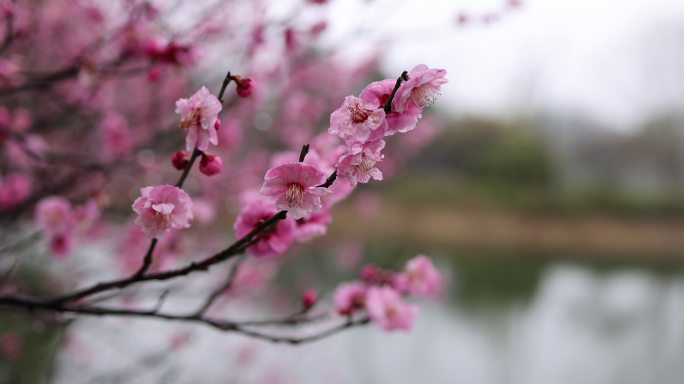 下雪天湖边盛开的梅花