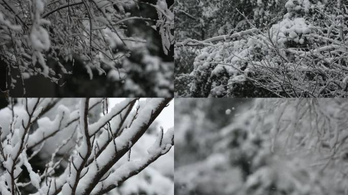 雪景大雪白雪茫茫 大雪覆盖山林