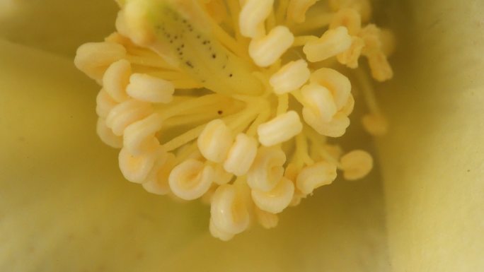 新疆棉花 新疆棉 棉花 棉花丝