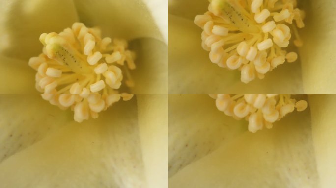 新疆棉花 新疆棉 棉花 棉花丝