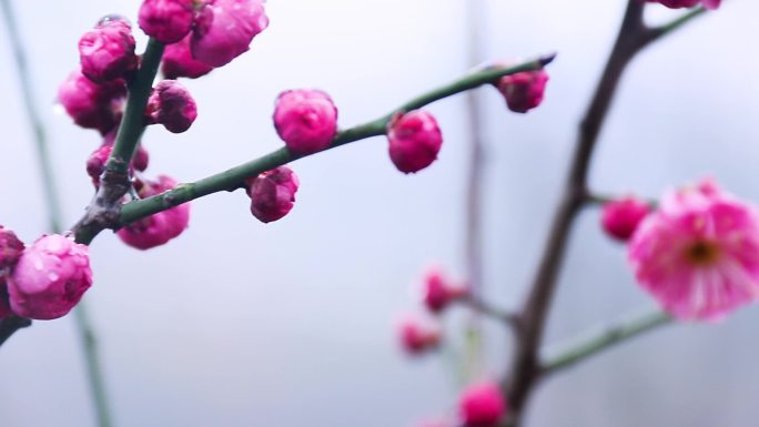 雪中梅花 雨中腊梅花 红色腊梅 1148