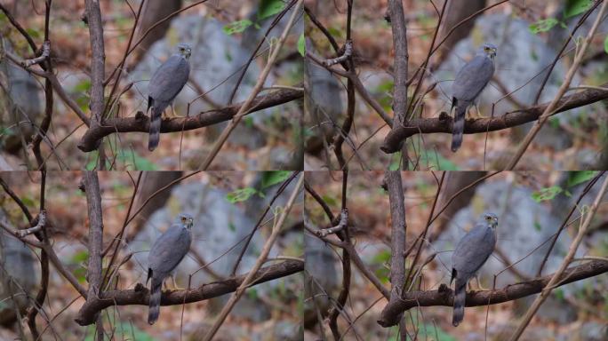 当镜头放大时，从它的背面看向右边，泰国凤头苍鹰